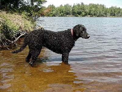 Curly-Coated Retriever