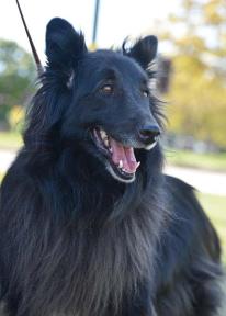 Groenendael