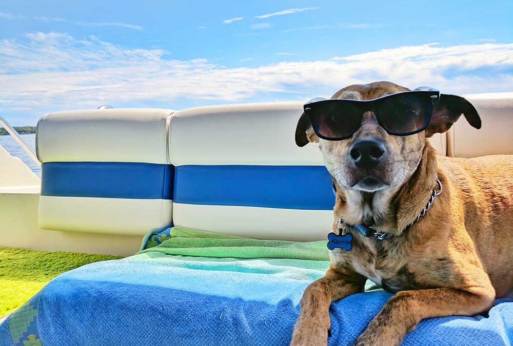 10 Tips for Pets in Summer 0 (0)