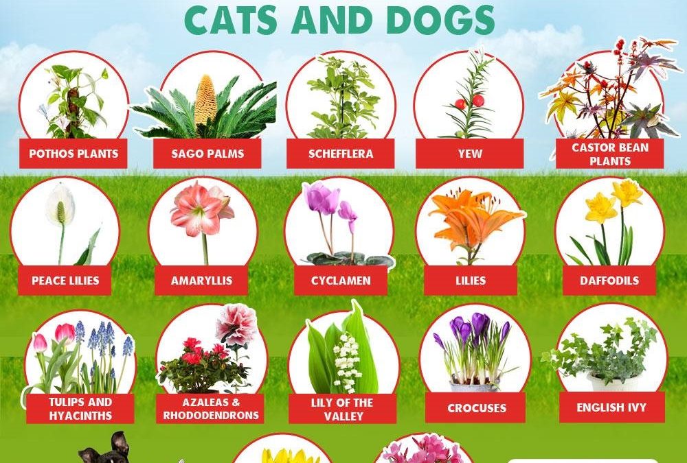 Poisonous Plants & Foods for Dogs & Cats 5 (1)