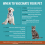 When to Vaccinate Your Dog/Cat