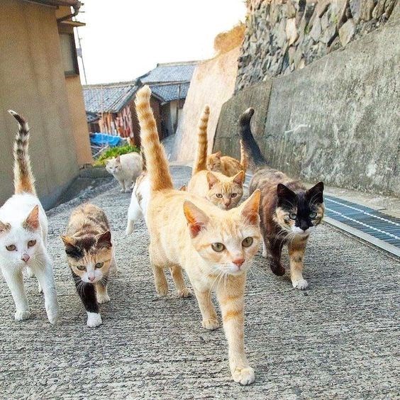 CatGangs7