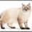 7 Popular Cat Breed Profiles