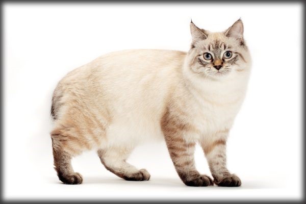 American Bobtail Cat