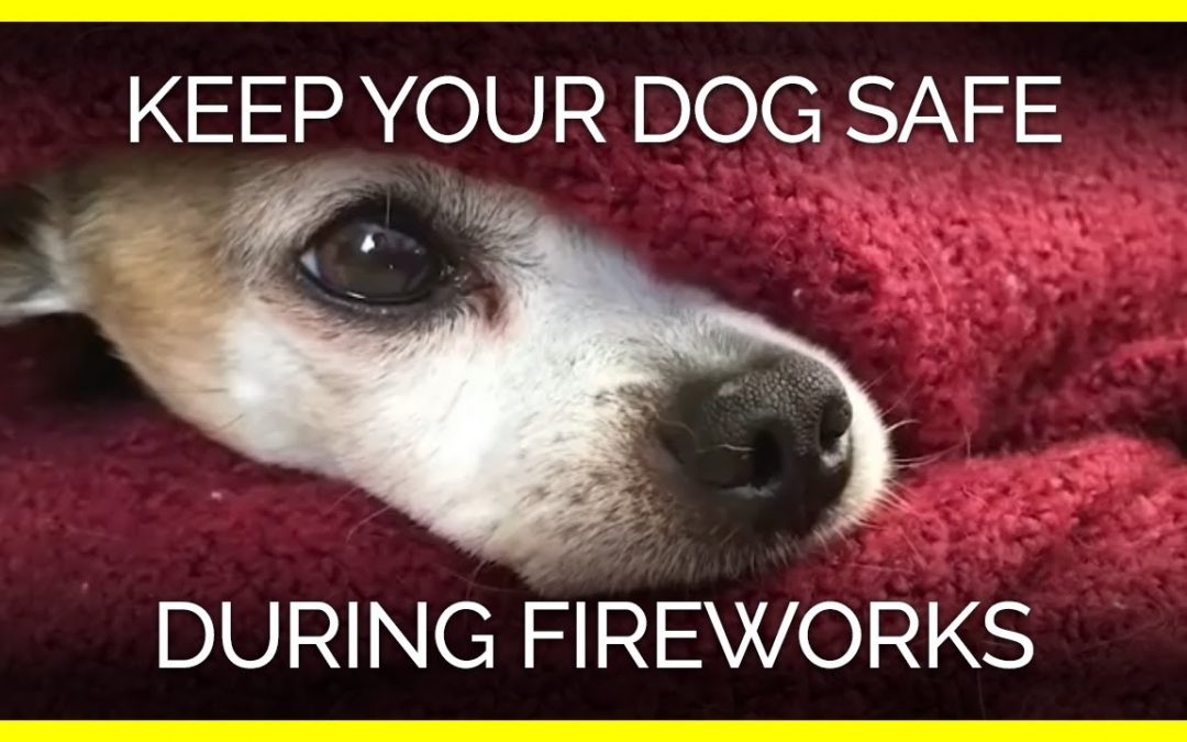 July 4th Fireworks ~ & Your Pets! 0 (0)